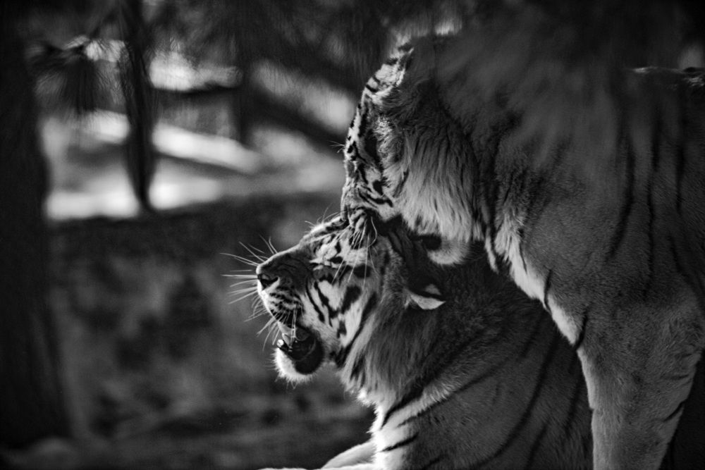 Фотография автора Михаил Лупина