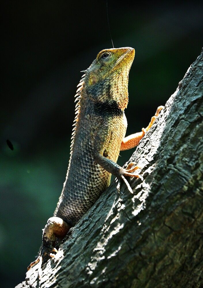 Sunlit Guardian