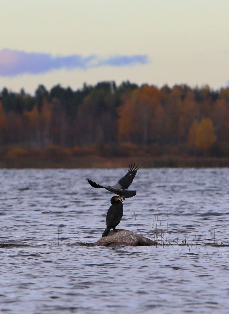 Баклан и ворона
