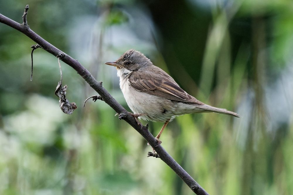Серая славка