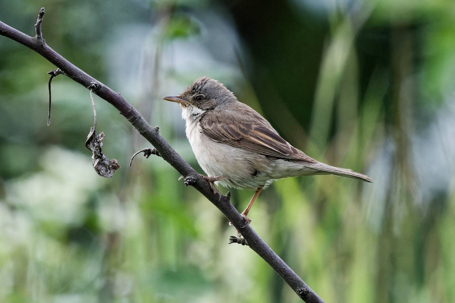 Серая славка