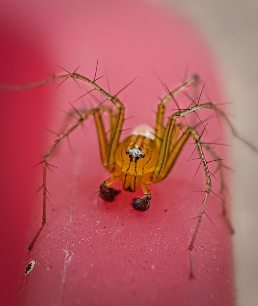 Striped lynx spider