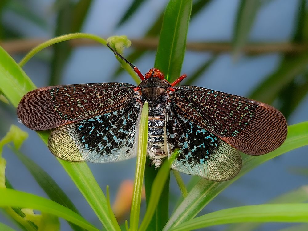 Lanternflies