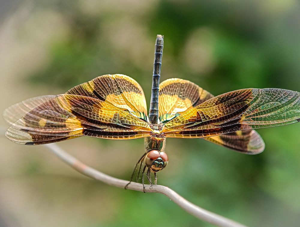 Dragonfly