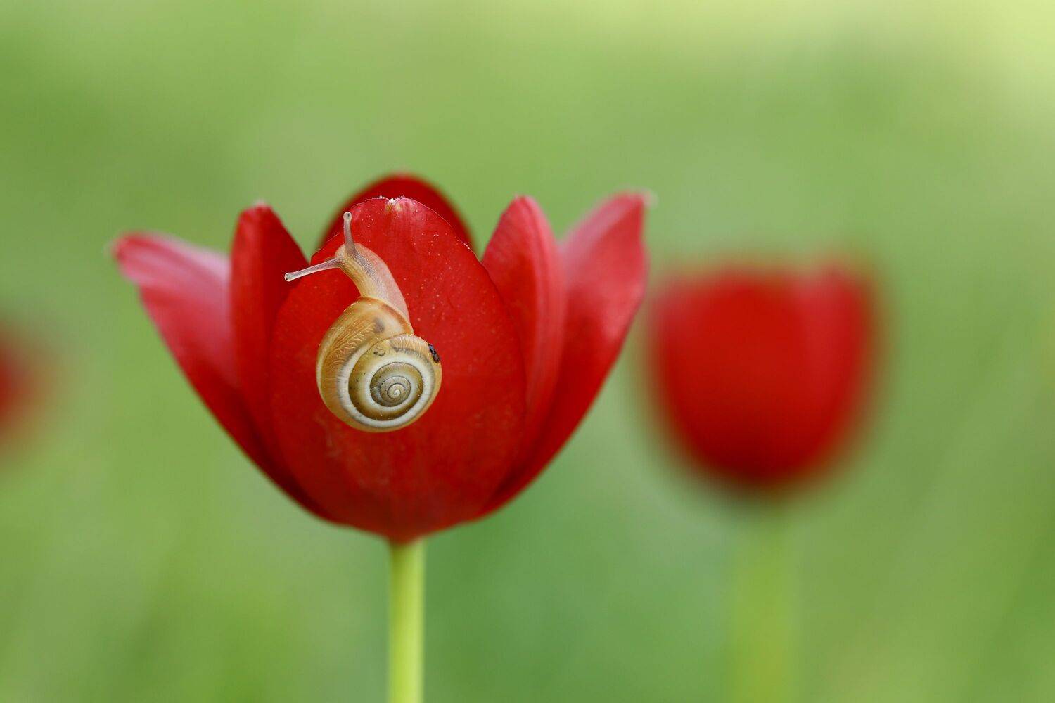 Tuliba cypria