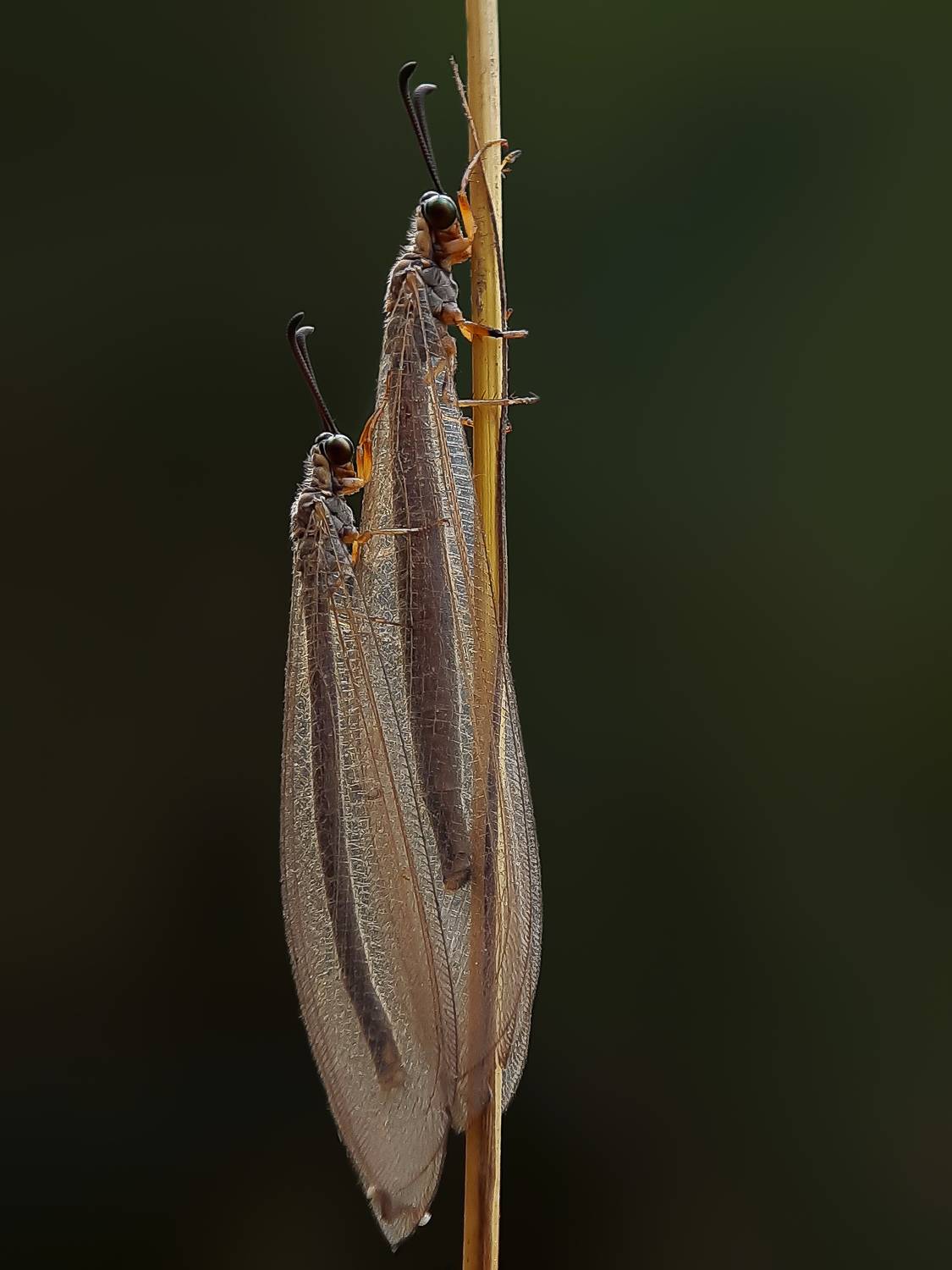 Pair Antlion .