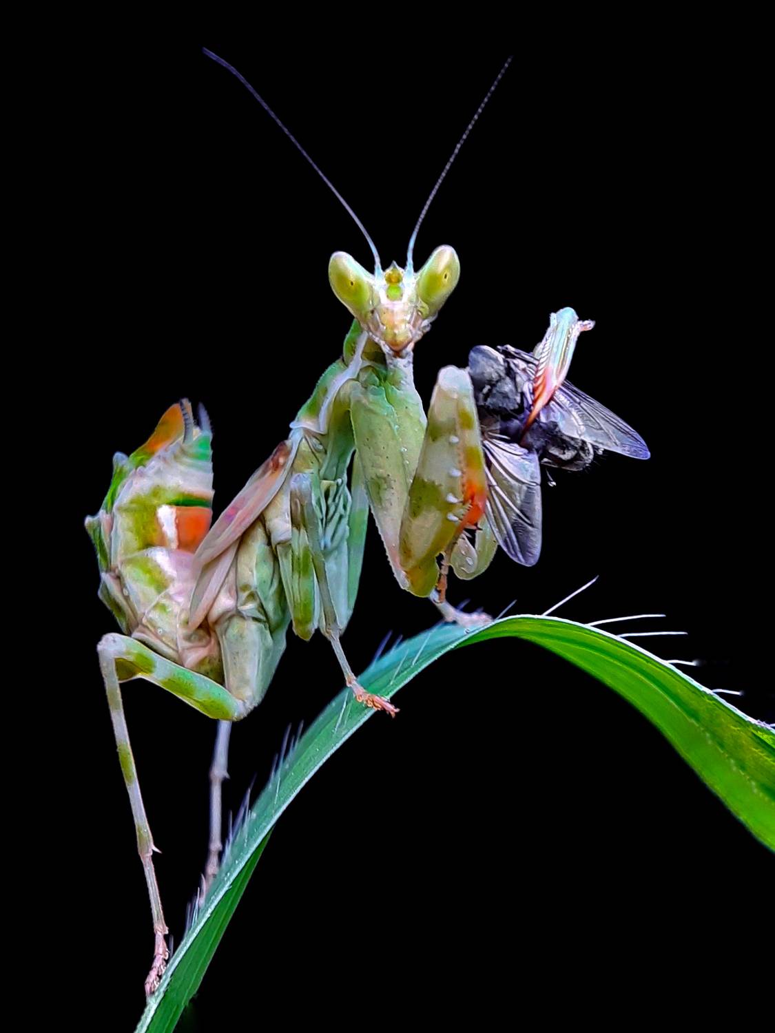 Flower mantis catch housefly.
