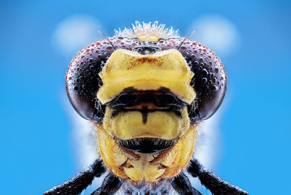 Golden Mask of the Dragonfly