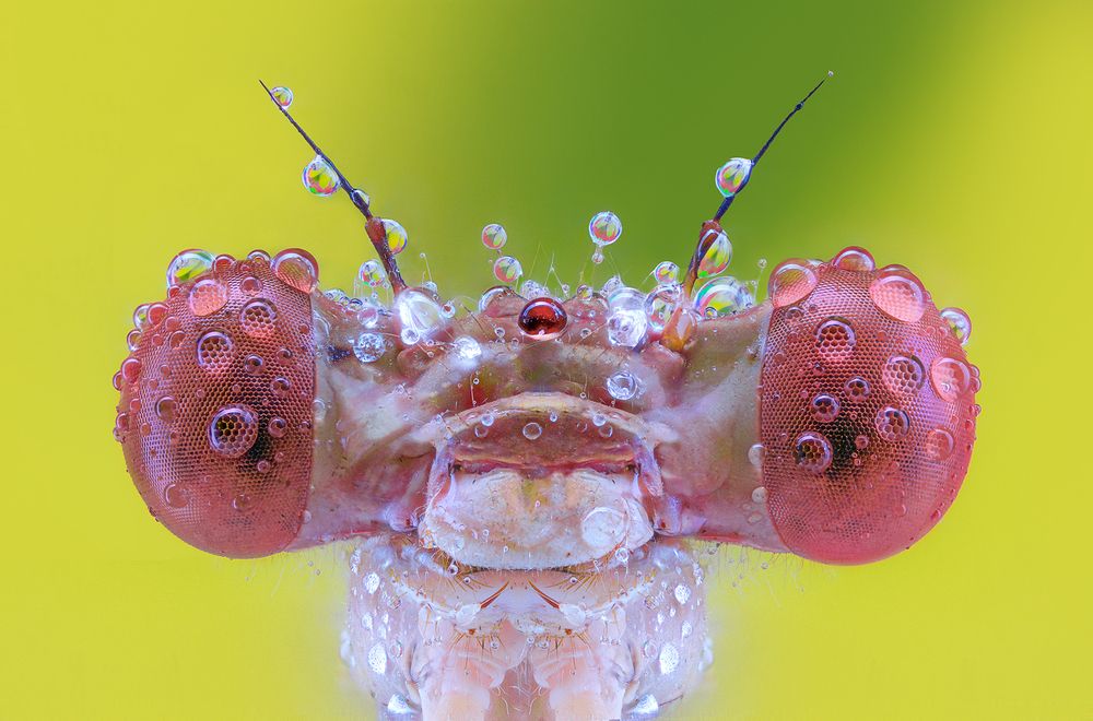 The Jewel Eyed Guardian