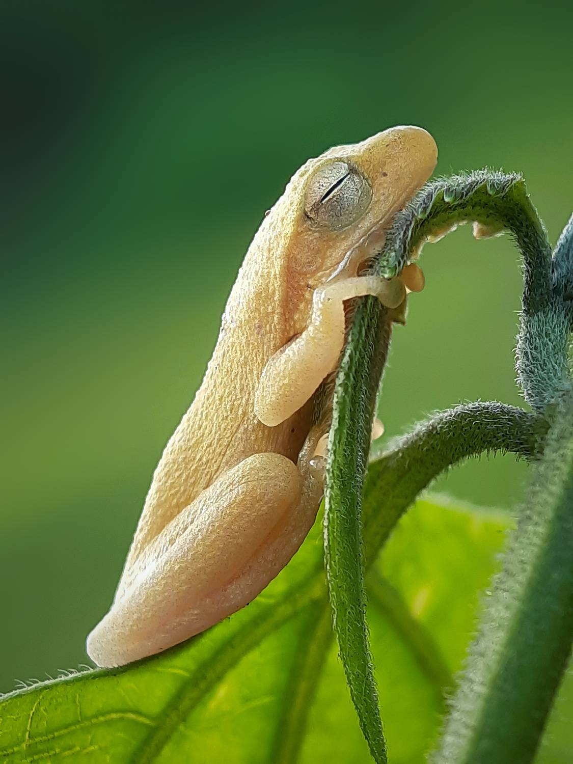 Yellow tree frog Yellow tree frog