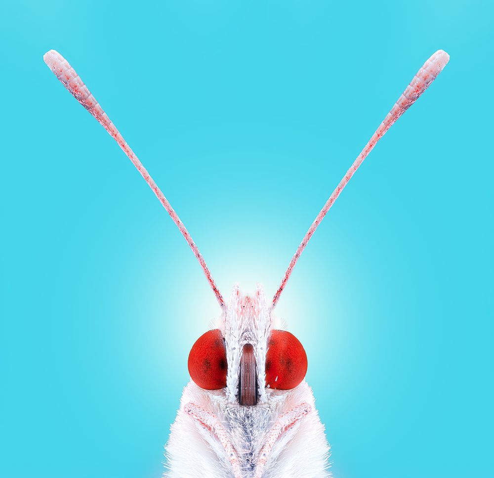 Photograph by Pedro Luis Ajuriaguerra Saiz