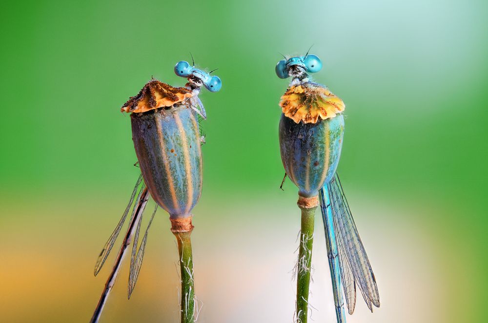 Photograph by Pedro Luis Ajuriaguerra Saiz