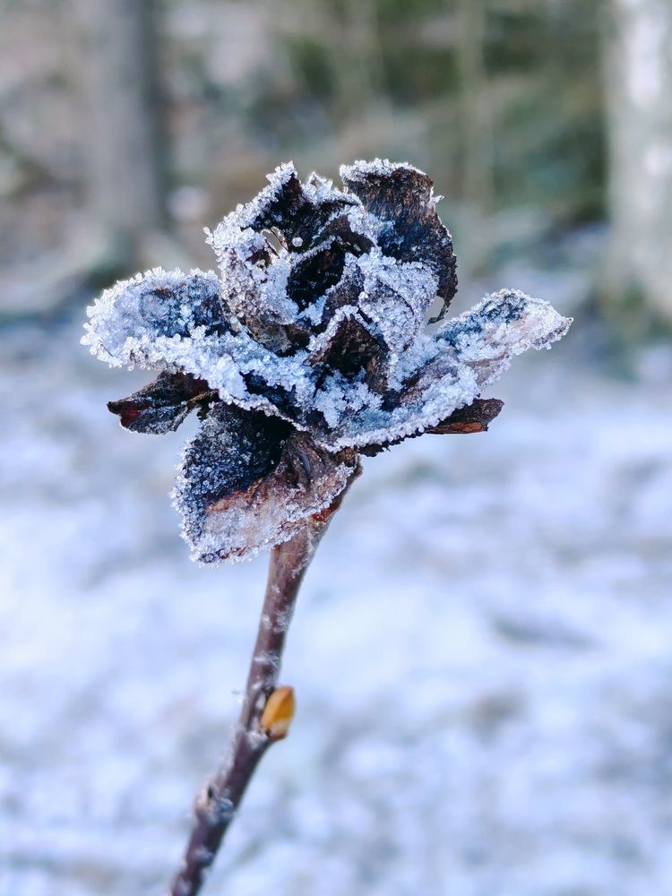 Photograph by Елена Кузьмичева