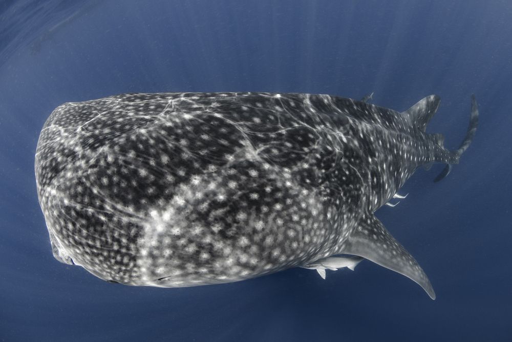 Photograph by ANTONIO RUVER BANDEIRA