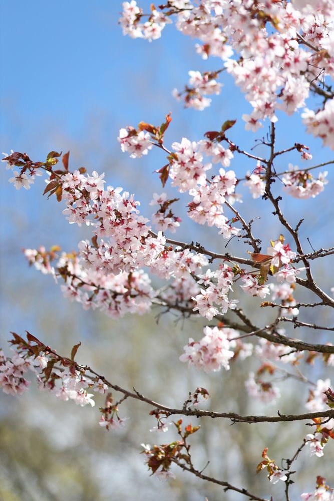 Фотография автора Ирина Муравьева