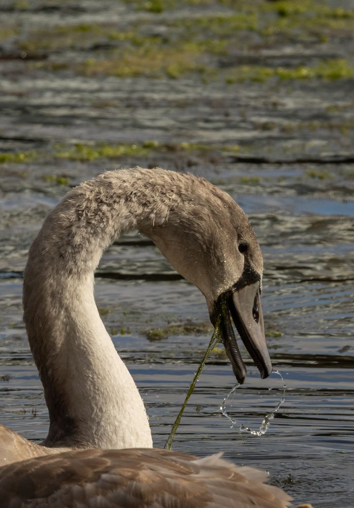 Фотография автора Анатолий Дворкин