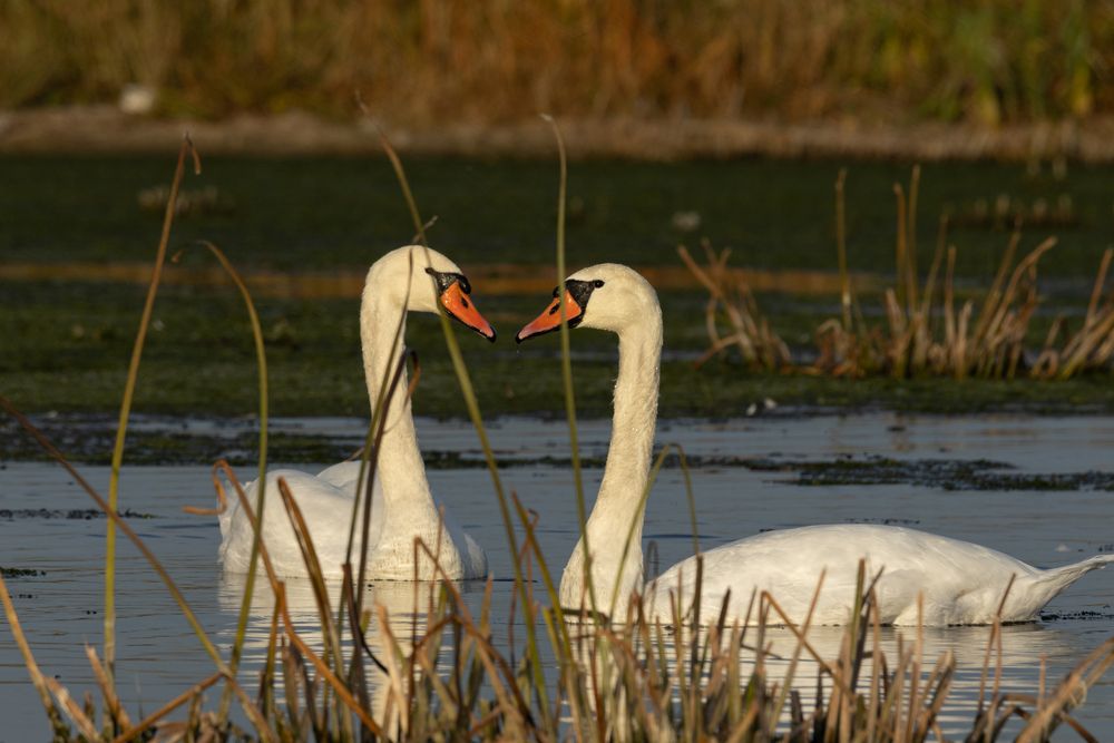 Фотография автора Анатолий Дворкин