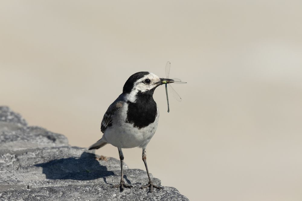 Фотография автора Анатолий Дворкин