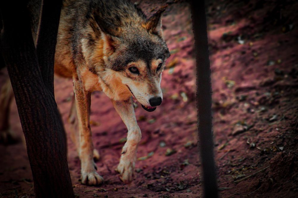 Photograph by Ziad Rizwan