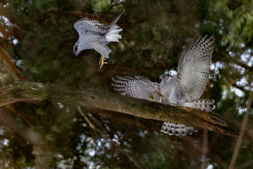 Фотография автора Andrey Semenov