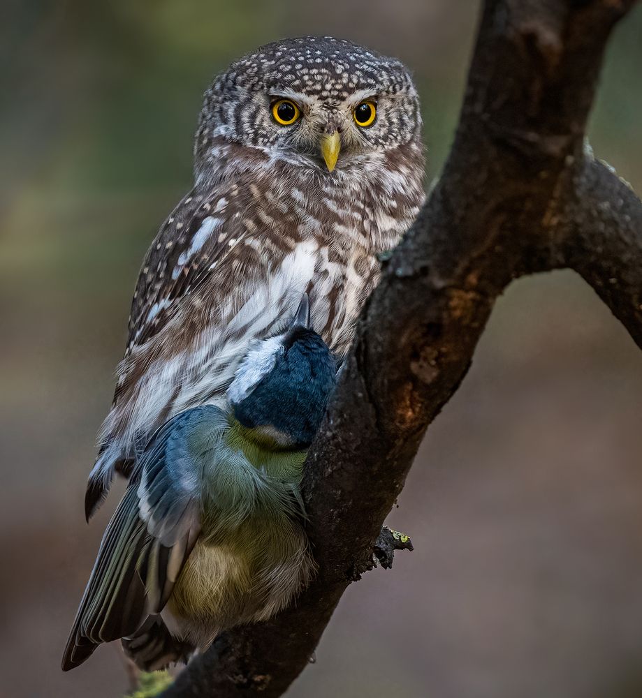 Фотография автора Andrey Semenov