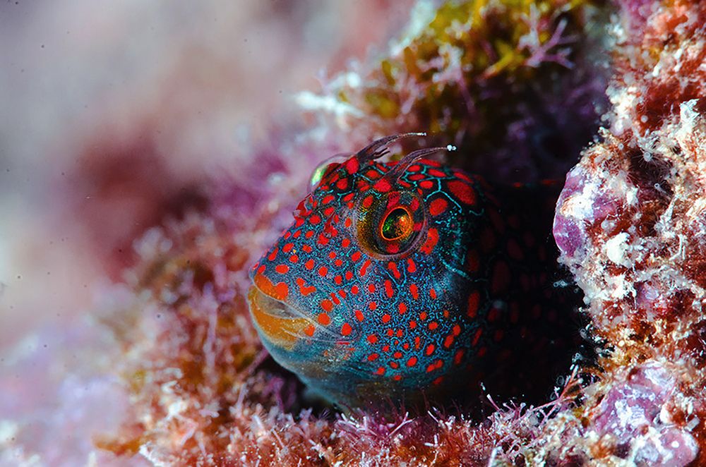 small and beautiful Gobio