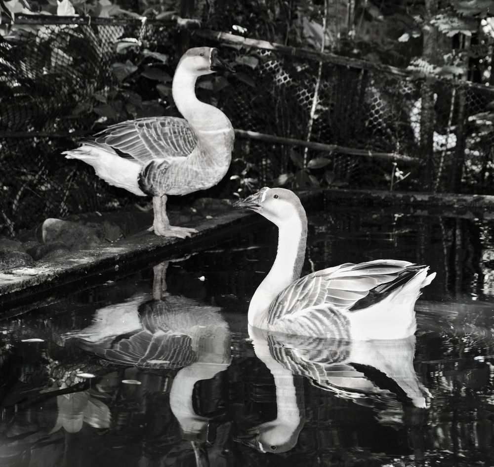 The Mirror\'s Edge