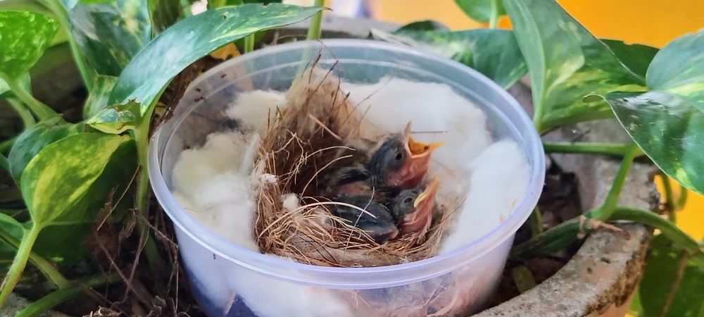 New born chitu