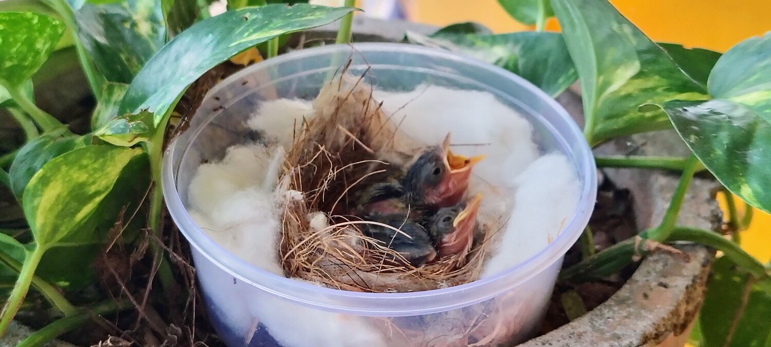New born chitu