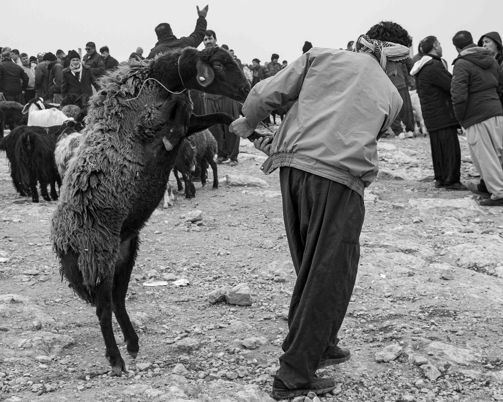Photograph by Loghman Naderpour