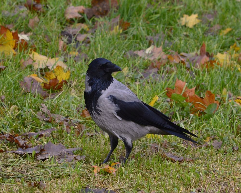 Серая ворона