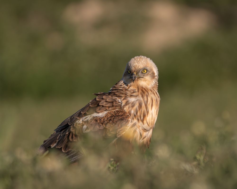 Фотография автора Дорн Оксана