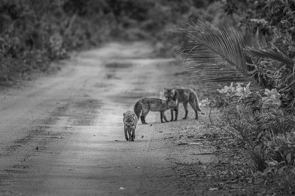 Photograph by Christofer Silva Oliveira