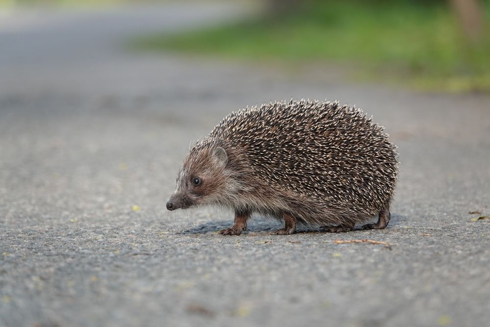 Photograph by Zakharov Matvey