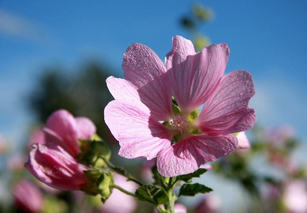Фотография автора Nelya  Lysenko