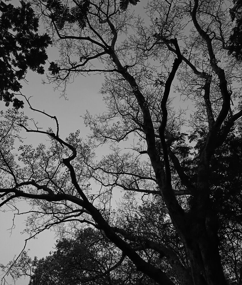 Photo #12847916
