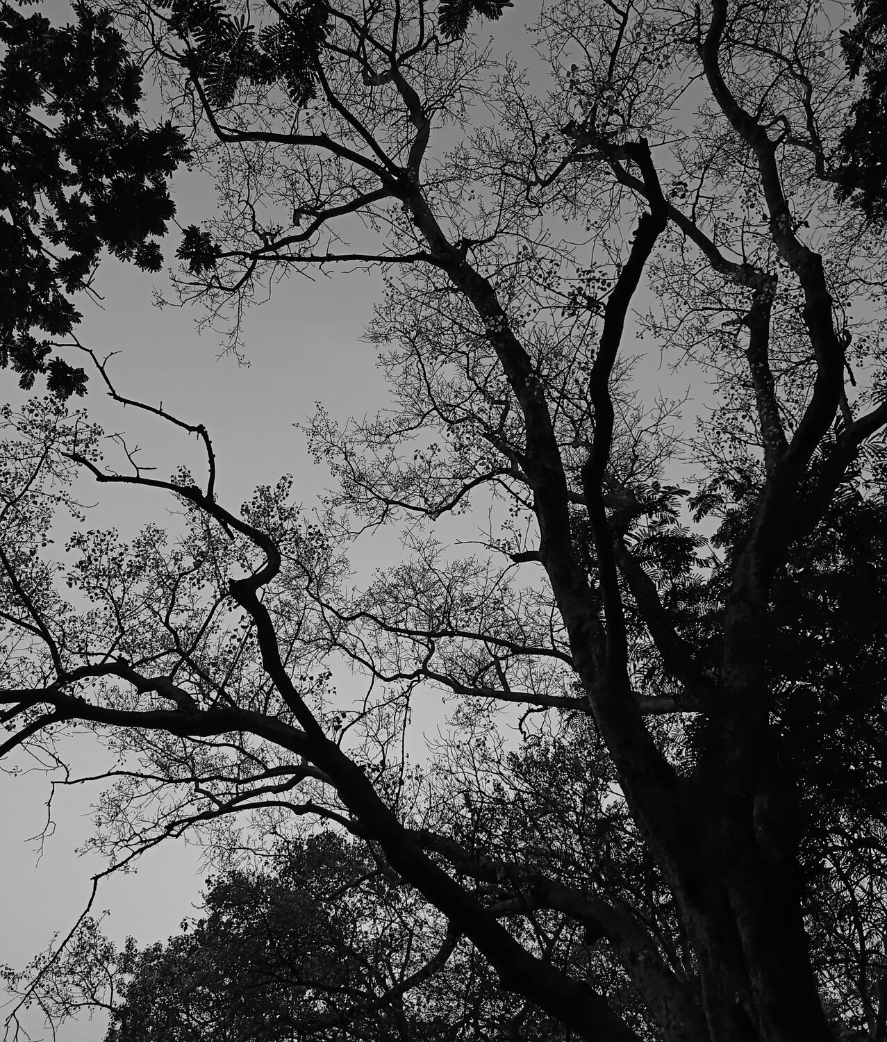 Photo #12847916
