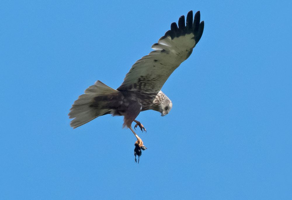 На охоте. Лунь болотный.