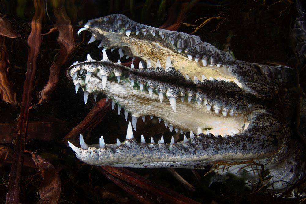 Photograph by Carlos Eduardo Barreto Pinheiro