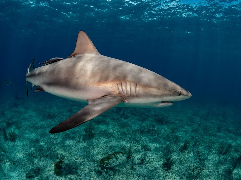 Photograph by Carlos Eduardo Barreto Pinheiro