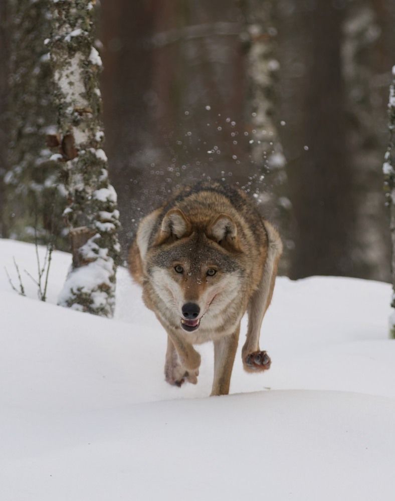 Photograph by Игорь Щербаков