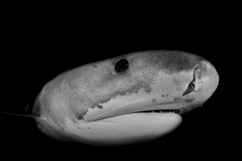 Photograph by Carlos Eduardo Barreto Pinheiro