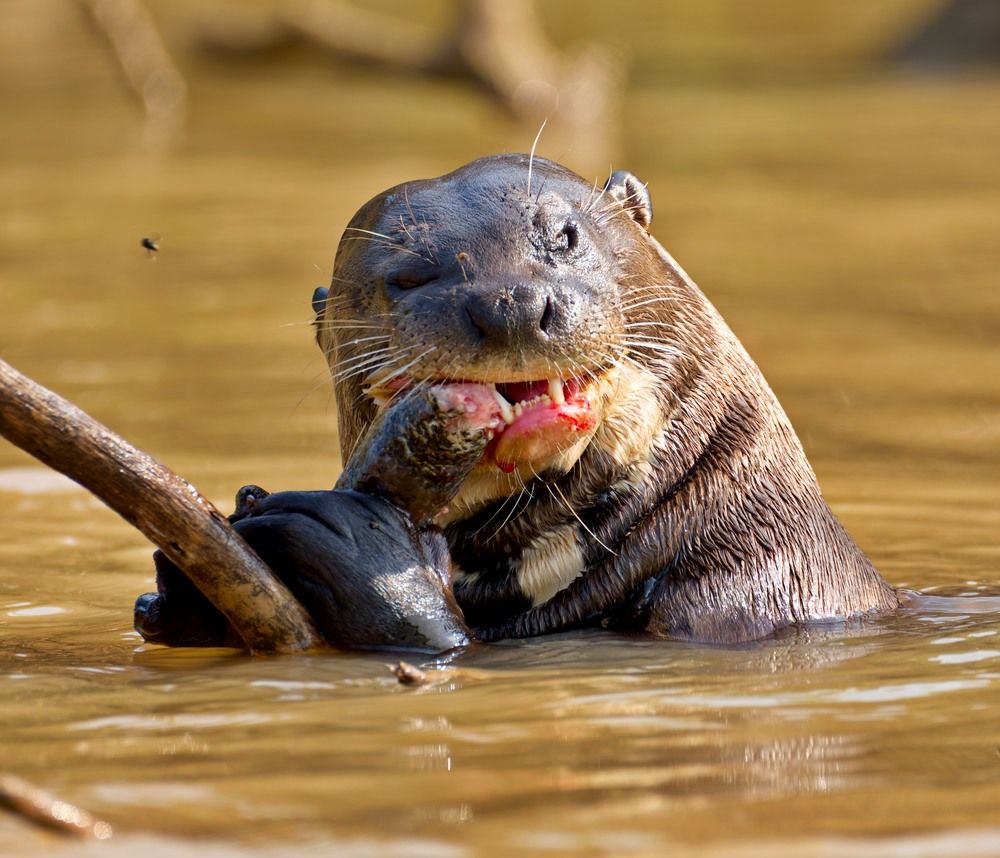 Photograph by Игорь Щербаков