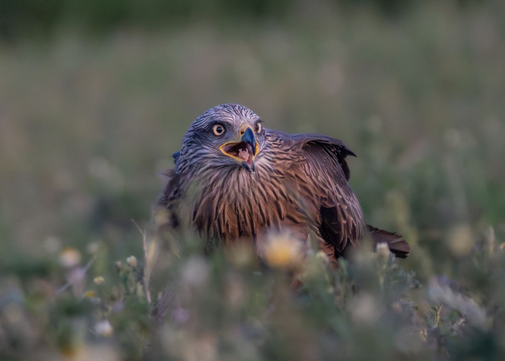 Фотография автора Дорн Оксана