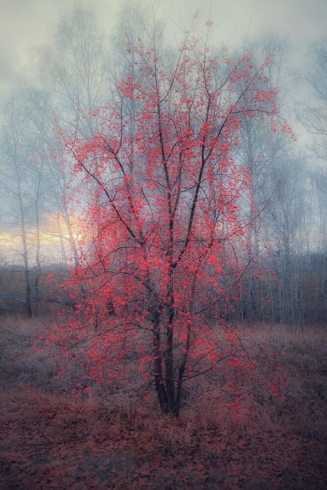 Photograph by Пермяков Михаил