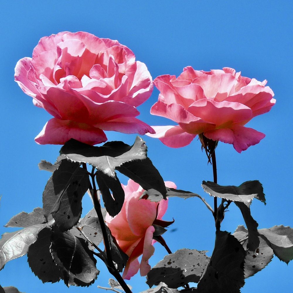 Photograph by Dario Meroni