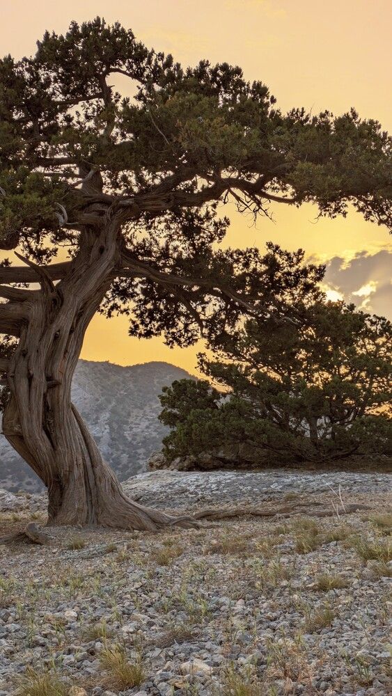 Фотография автора Иван Губский