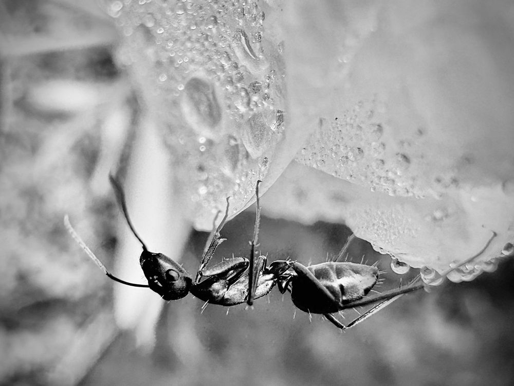 Drunken Ant