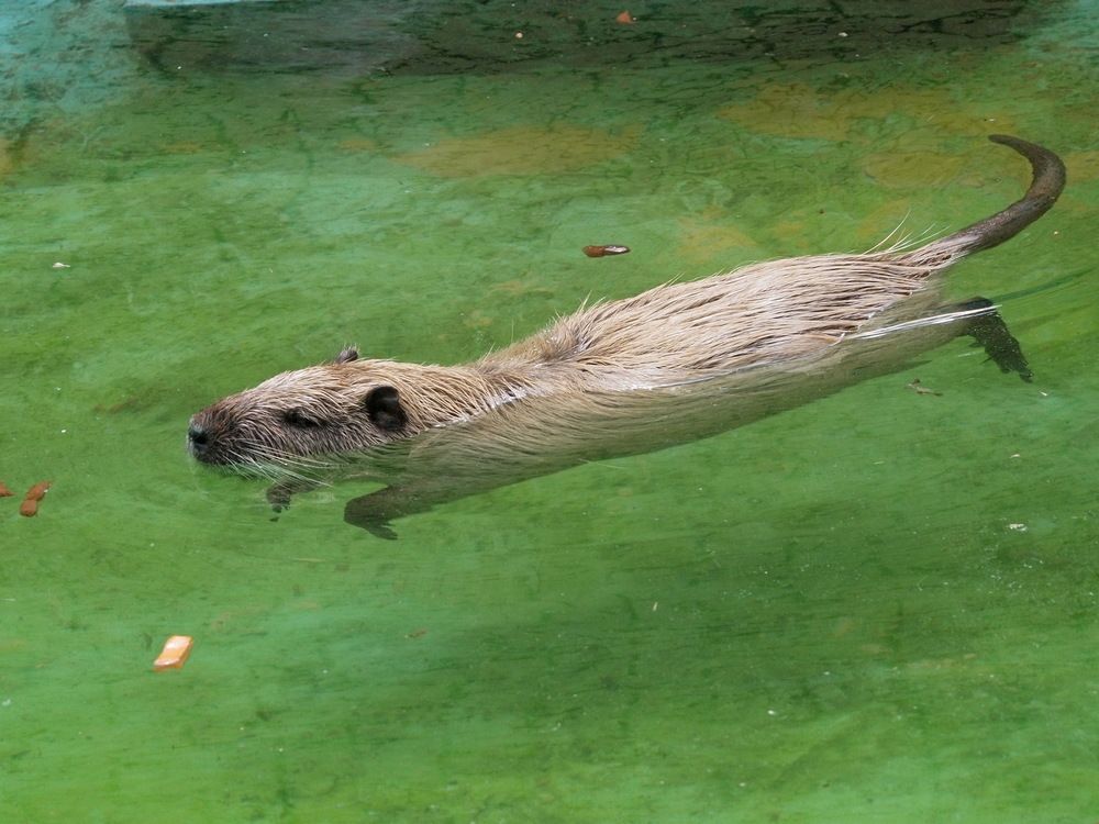 Пловец