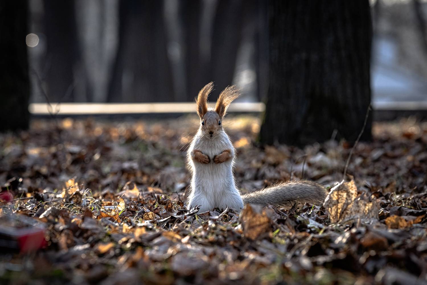 Фотография #12848568